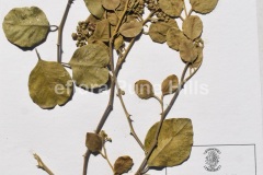 Capparis-grandis-0812