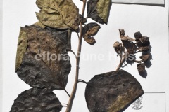 Cordia-dichotoma-0620