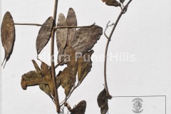 Cordia-sinensis-Lam.0169-JPG