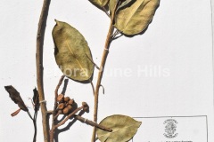 Ficus-amplissima.0643-JPG