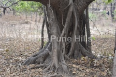 Ficus benghalensis L …