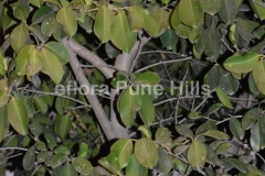 Ficus microcarpa L.f …