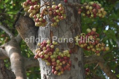 Ficus racemosa L.