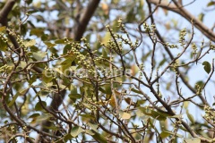 Ficus talbotii King