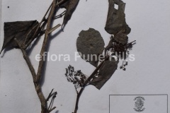 Gymnosporia-emorginata.0451-JPG