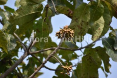 Madhuca longifolia ( …