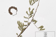 Mimosa-hamata-Willd.0585-JPG