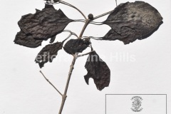 Mitragyna-parvifolia.0812-JPG