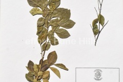 Murraya-paniculata.0871-JPG