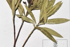 Nerium-oleander-L.0556-