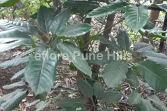 Schefflera actinophy …