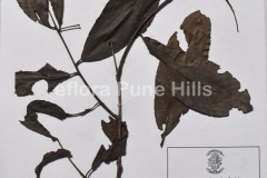 Terminalia-elliptica-Willd.0991-JPG
