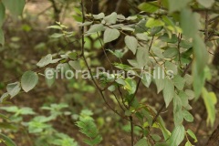 Ziziphus oenopolia ( …