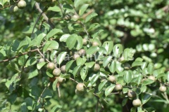 Ziziphus xylopyrus ( …